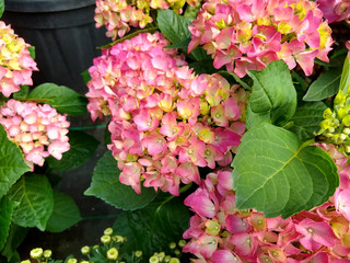 Hydrangea macrophylla 'Amsterdam'