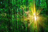 Fototapeta Las - The penetrating glow of the shining sun through the young undergrowth