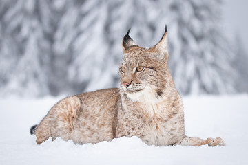 Wall Mural - young eurasian lynx on snow. amazing animal, walking freely on snow covered meadow on cold day. beau