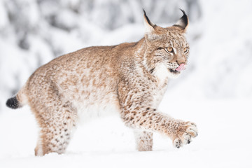 Wall Mural - young eurasian lynx on snow. amazing animal, walking freely on snow covered meadow on cold day. beau