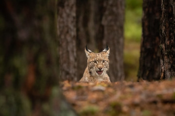 Wall Mural - Amazing young Eurasian lynx in autumn colored forest. Beautiful and majestic animal. Dangerous, yet endangered. Fluffy, focused and tiger-like expression. Pure natural wonder.