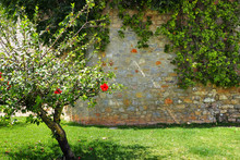 Faro / Algarve, Portugal - A Tree With Red Hibiscus Flowers, Against A Picturesque Wall Of Different Shades Of Stone, Covered With Green Hanging Plants, Green Grass, In The Summer In The Daytime.