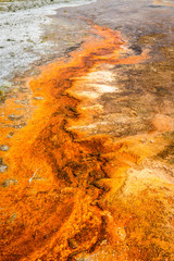 Poster - geyser yellowstone national park