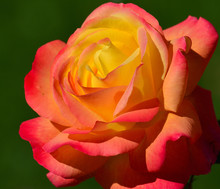 Splendid Macro Image Of Beautiful Orange And Yellow Rose With Pinkish Edges 