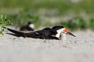 Wall Mural - a mother black skimmer and her nestling.