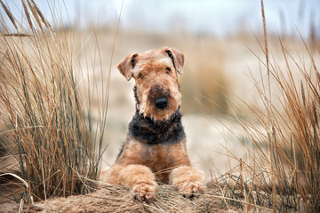 airedale terrier dog lying down on the beach