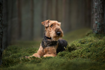 beautiful airedale terrier dog lying down on moss in the forest