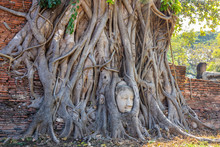 Buddha Head In Tree Roots At Wat Mahathat Temple Ayutthaya Thailand. Is The Most Popular Place For Foreign Tourists.