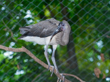 A Young Gray And White Coloured Scarlet Ibis