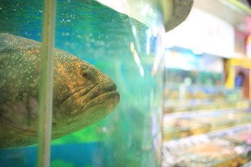 giant grouper is captured in hong kong restaurant