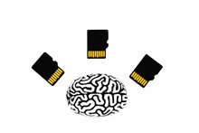 Small Human Brain Model With Three Memory Cards Lying On A White Background. Top View. Brain Training, Education And Knowledge Transfer Concept.
