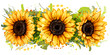 Sunflowers. Artistic, color, drawn image of bright sunflowers in watercolor style on a white background. Wall sticker.