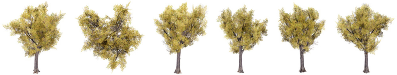 Wall Mural - Set or collection of yellow trees isolated on white background. Concept or conceptual 3d illustration for nature, ecology and conservation, strength and endurance, force and life