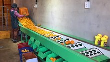 Factory Of Tangerines On Jeju Island, Sorting Mandarins And Packing In Boxes