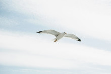A Seagull Is Flying Against The Blue Sky