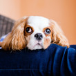 © Mark Wetjen - A cute cavalier king charles spaniel dog relaxing.