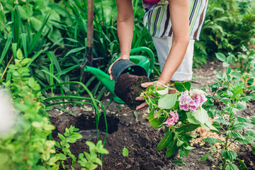 Woman gardener transplanting hydrangea flowers from pot into wet soil. Summer spring garden work.