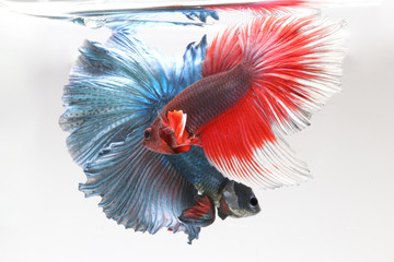 Poster - Two Betta fish siamese fighting fish,Multi color Siamese fighting fish