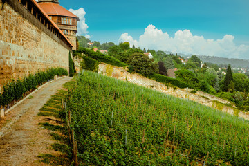 Wall Mural - Vineyard on hill and old tower with wall of castle. Landscape on blue sky with clouds