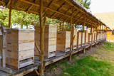 Fototapeta Paryż - Beehives in a row in the apiary. Three same bee houses in a row. 