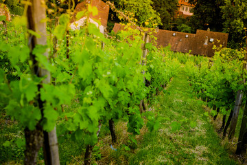 Canvas Print - Vineyard on hill and old city with red roofs in the valley. Close up bush top view