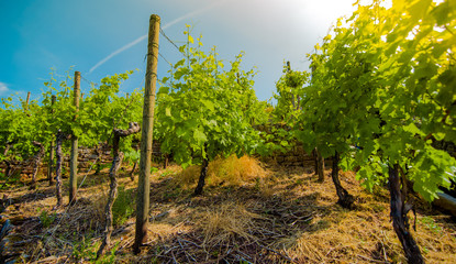 Sticker - Vineyard on hill with stone fence. Landscape with blue sky.