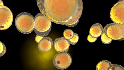 Wall Mural - A cluster of Fat cells