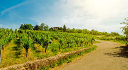 Wall Mural - Landscape of vineyard on hill with grapes bushes, road and house of farm on top. Sunny day