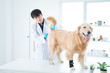 © Thirawatana - Veterinary concept. Veterinarian in the hospital. Vet examining Golden Retriever dog. Animal clinic. Pet check up and vaccination. Dog fever thermometer with digital thermometer.
