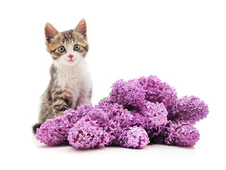 Canvas Print - Kitten in lilac.