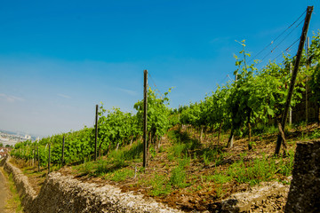 Poster - Vineyard on hill and old city with red roofs on horizon