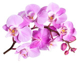 Fototapeta Storczyk - pink flower phalaenopsis orchid isolated on white background