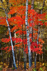 morning light on birch and maple trees in fall color near crystal falls in michigan's upper peninsul