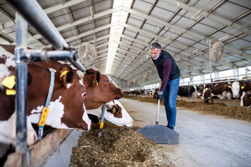 Wall Mural - Mature man worker working on diary farm, agriculture industry.