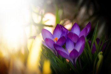 Blooming crocuses in wildlife in early spring. Other spring flowers.