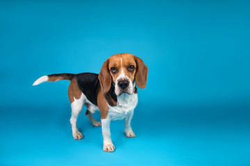 Portrait of a beagle looking at the camera on a blue background