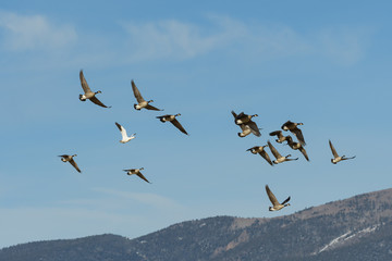 Wall Mural - Common waterfowl of Colorado. A group of Canada Geese flying in the mountains with one lone snow goose.