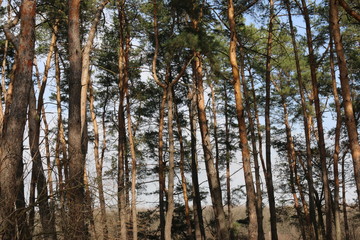 trees in forest