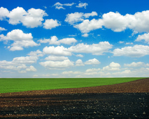 Spring landscape with a border of arable land and a green field sown with wheat.