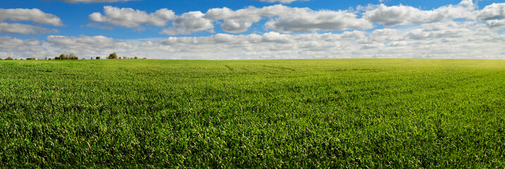 Fotomurales - Spring landscape of green field with winter crops and sky with clouds