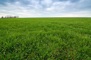 Spring landscape of green field with winter crops