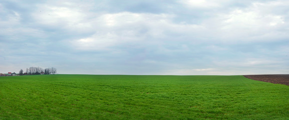 Fotomurales - Ukrainian spring landscape with winter crops and sky