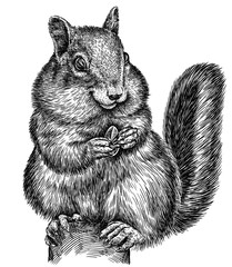 Wall Mural - black and white engrave isolated chipmunk illustration