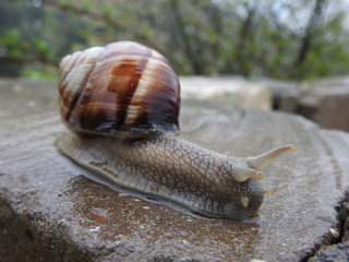 Close-up of grape snail on a wet rock in the rainy weather