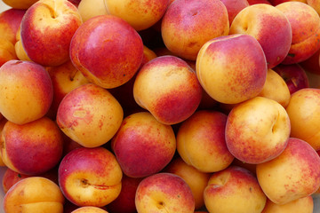 Wall Mural - lots of pink-red great looking fresh apricots,