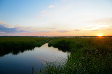 Wall Mural - Thickets of plants on the lake on a summer evening