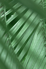 Color trend neo mint 2020. Palm leaves in light mint green color toned, close up. Selective focus