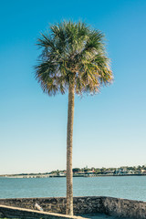 Palm Tree With Ocean and Shore in Background