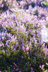 Wall Mural - Forest floor of blooming heather flowers in a morning haze, spider silk and dew drops close-up. Latvia