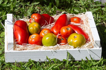 Wall Mural - Tomatoes in a crate after harvesting in a vegetable garden